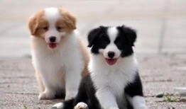 叶枫爆料边牧视频播放大全,边牧视频播放大全精彩瞬间